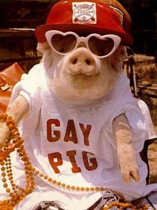 pigs_are_gay.jpg